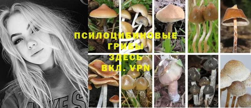 что такое   darknet официальный сайт  ссылка на мегу вход  Псилоцибиновые грибы Magic Shrooms  Зуевка 